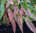 Epimedium 'Spine Tingler' (GK)
