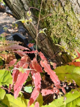 Epimedium 'Spine Tingler' (L)