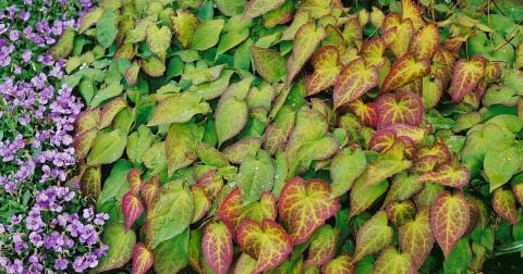 Epimedium warl. 'Ellen Willmott' (GK)