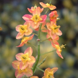 Epimedium warl. 'Ellen Willmott' (GK)