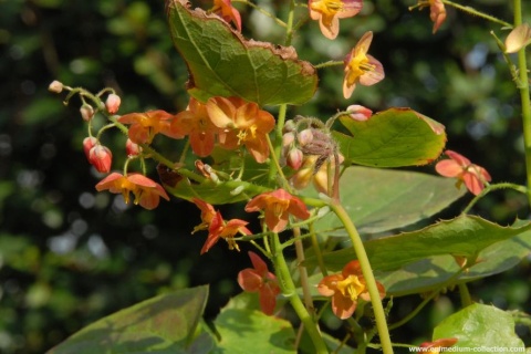 Epimedium warl. 'Ellen Willmott' (GK)