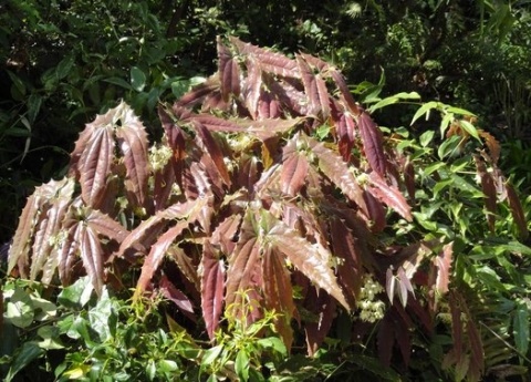 Epimedium wush. 'Spiny Leaved' (GK)