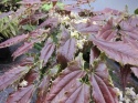 Epimedium wush. 'Spiny Leaved' (GK)