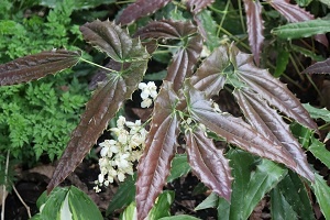 Epimedium wush. 'Spiny Leaved' (GK)