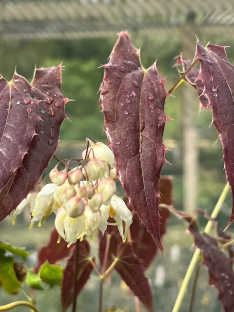 Epimedium wush. 'Spiny Leaved' (W)