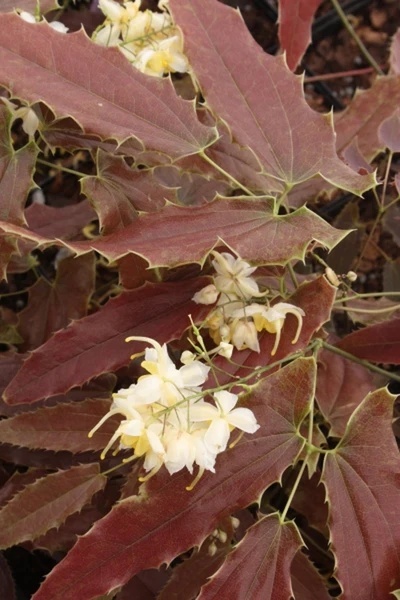 Epimedium wush. 'Spiny Leaved' (W)