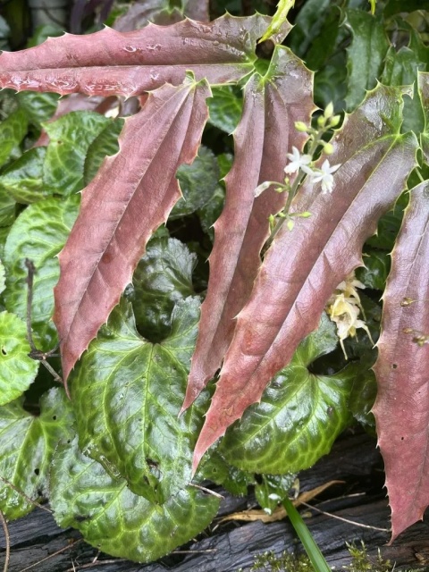 Epimedium wush. 'Spiny Leaved' (W)