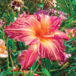 Liliowiec- Hemerocallis 'Pink Stripes'