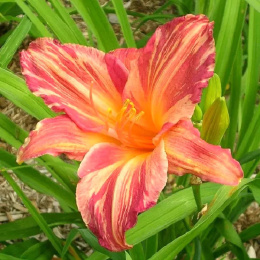 Liliowiec- Hemerocallis 'Pink Stripes'