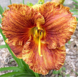 Liliowiec- Hemerocallis 'Spacecoast Freaky Tiki'