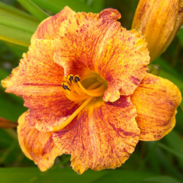 Liliowiec- Hemerocallis 'Spacecoast Freaky Tiki'