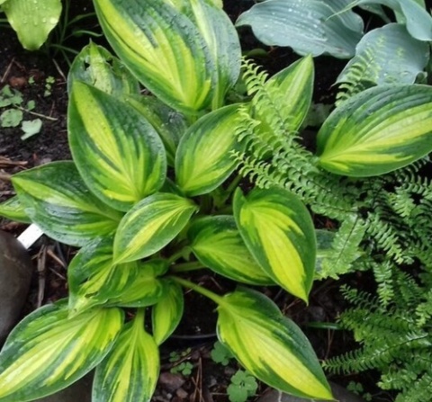 Hosta 'Ayesha' (GK)