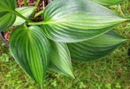 Hosta 'Ayesha' (W)