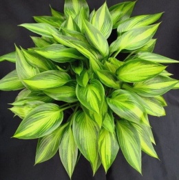 Hosta 'Ayesha' (W)