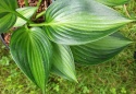 Hosta 'Ayesha' (L)