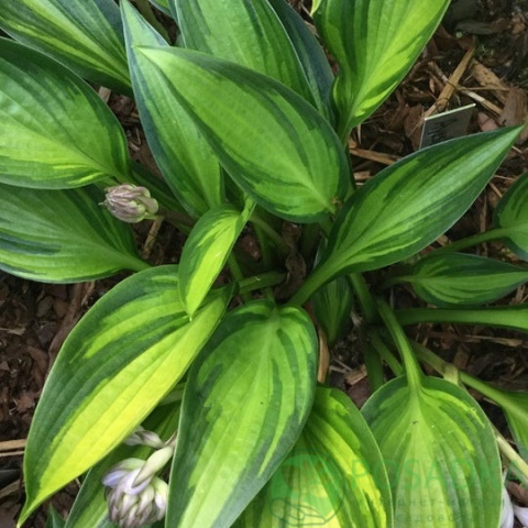 Hosta 'Ayesha' (L)