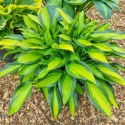 Hosta 'Ayesha' (L)