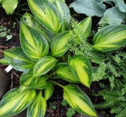 Hosta 'Ayesha' (L)