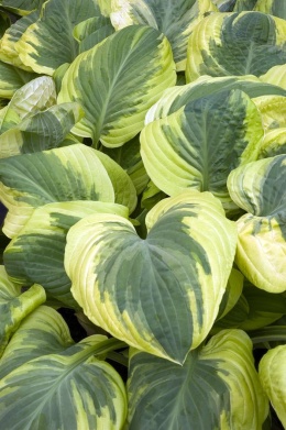 Hosta 'Carnival' (W)