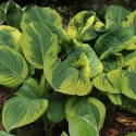 Hosta 'Carnival' (L)