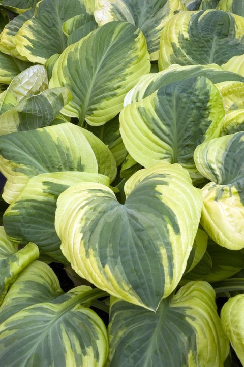 Hosta 'Carnival' (L)