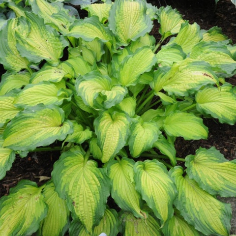 Hosta 'Emerald Ruff Cut' (L)