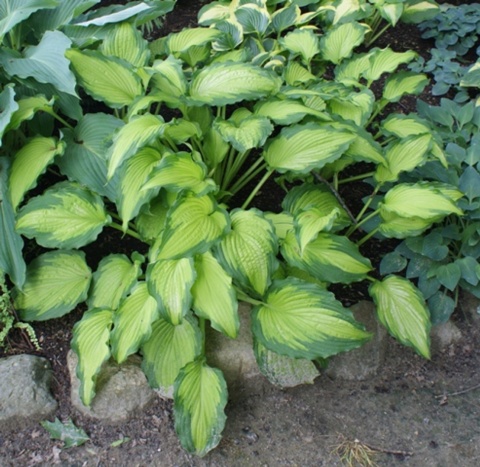 Hosta 'Emerald Ruff Cut' (L)