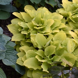 Hosta 'Fire Island' (GK)