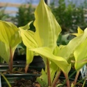 Hosta 'Fire Island' (GK)
