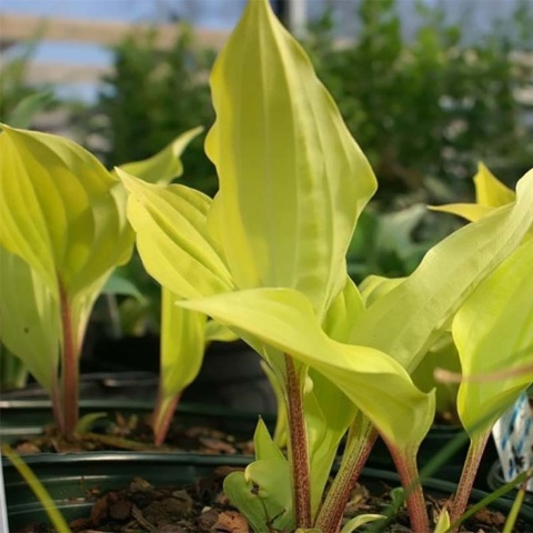 Hosta 'Fire Island' (GK)