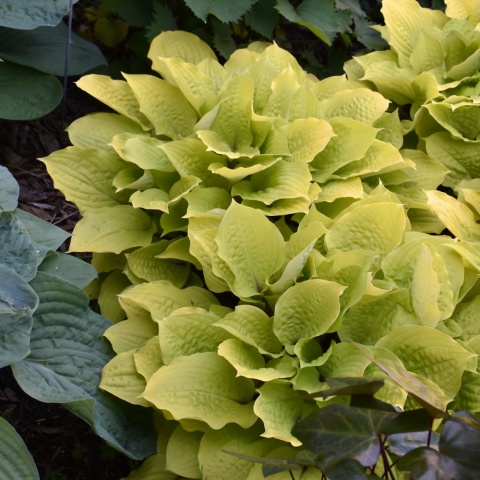 Hosta 'Fire Island' (W)