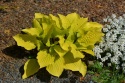 Hosta 'Fire Island' (W)