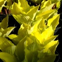Hosta 'Fire Island' (W)