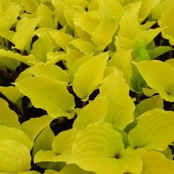 Hosta 'Fire Island' (W)