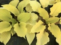 Hosta 'Fire Island' (W)