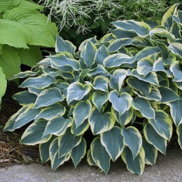 Hosta 'First Frost' (W)