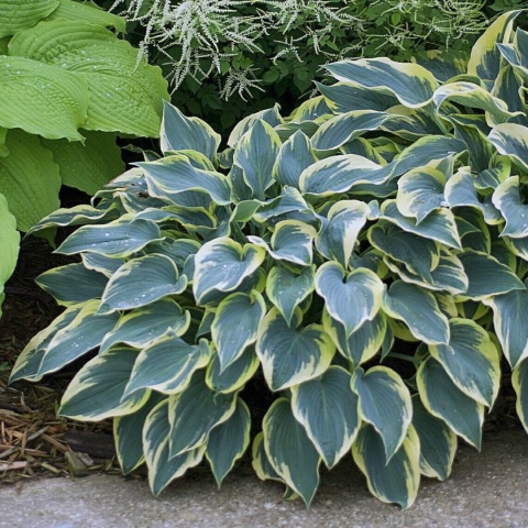 Hosta 'First Frost' (W)