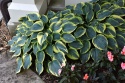 Hosta 'First Frost' (W)
