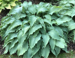 Hosta 'Neptune'