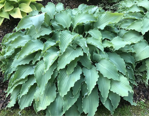 Hosta 'Neptune'