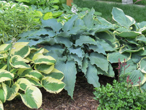 Hosta 'Neptune' Hosta 'Neptune'
