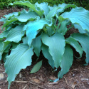 Hosta 'Neptune'