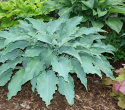 Hosta 'Neptune'