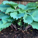 Hosta 'Skywriter'