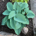 Hosta 'Skywriter'