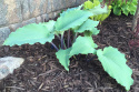 Hosta 'Skywriter'