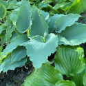 Hosta 'Skywriter'