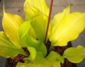 Hosta 'Tickle me Pink'