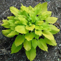 Hosta 'Tickle me Pink'