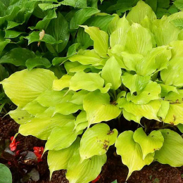 Hosta 'Tickle me Pink'